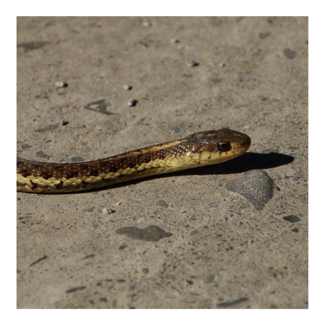 Serpent jarretière