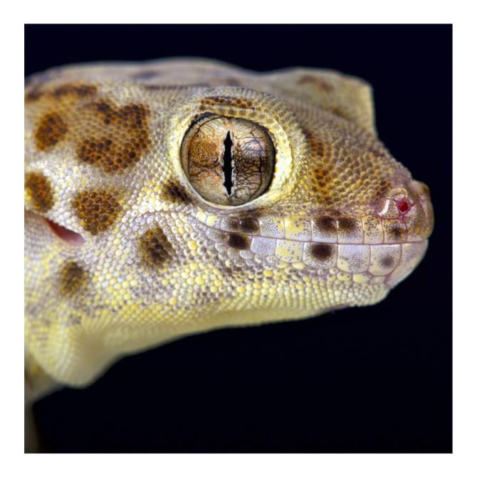 Gecko à oeil de grenouille